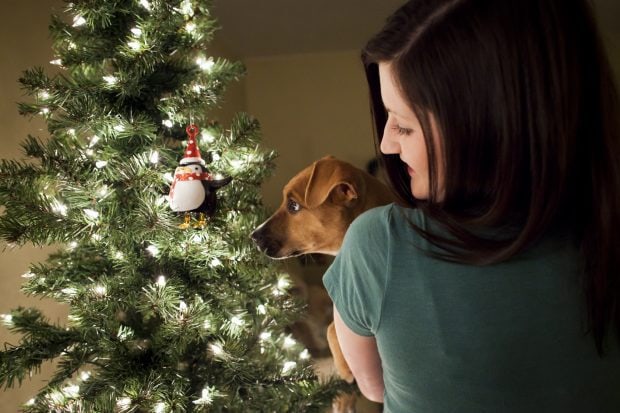 Christmas tree with my dog