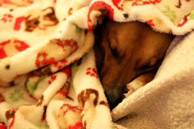 Kya snuggled in her blanket