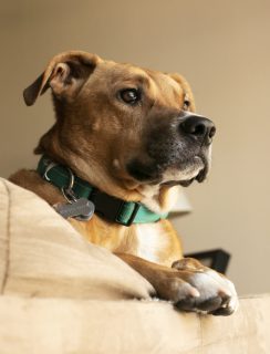 Kya on the couch looking outside