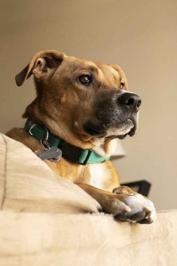 Kya on the couch looking outside