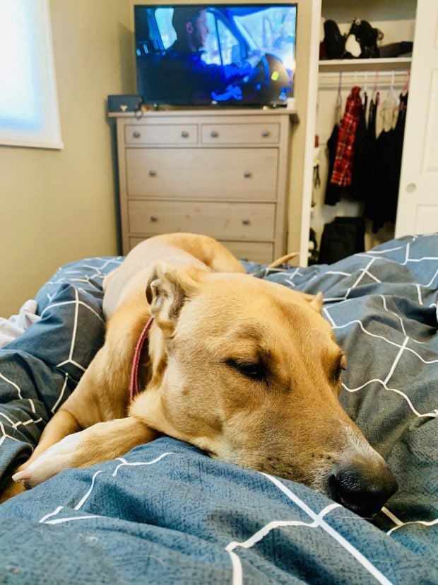 Sleeping dog on a bed