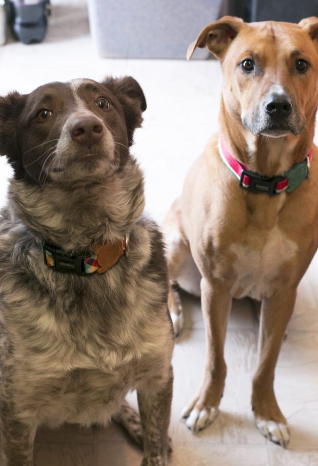 Our two dogs in the townhome