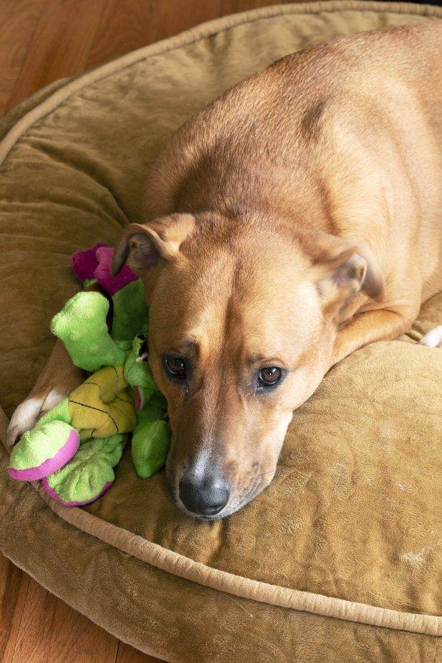 Dog cuddling dragon on bed