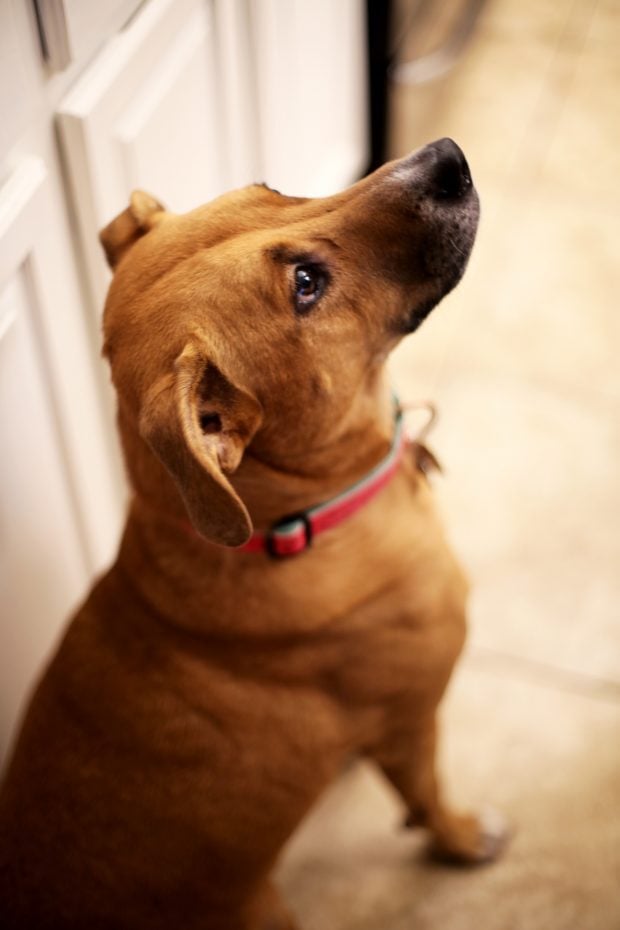 Dog sitting up