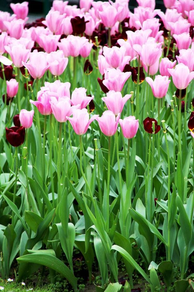 Tulips blooming in Brussels
