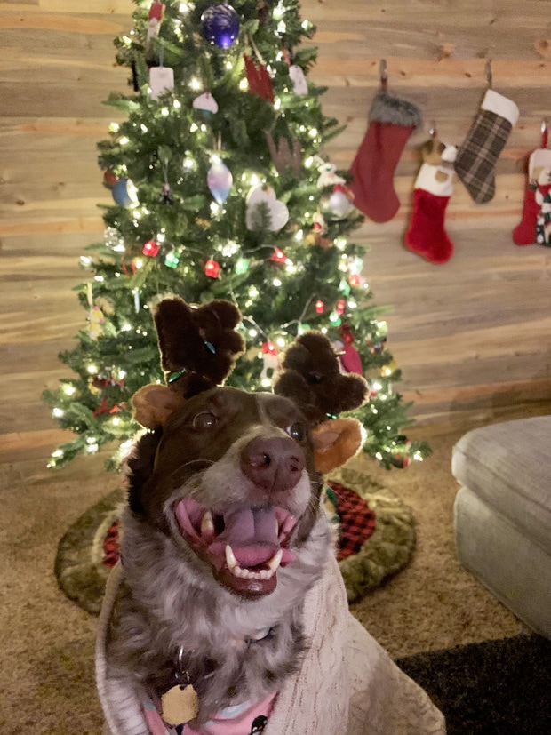 Otis the Dog in front of a Christmas Tree
