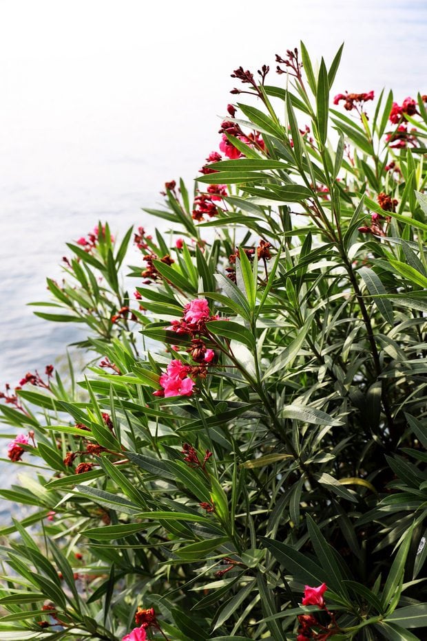 Gardens overlooking Lake Como