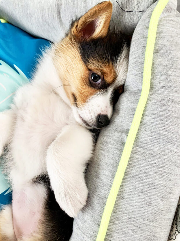 Photo of tai-color corgi puppy
