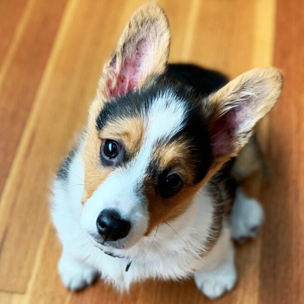 Marzipan the Corgi photo