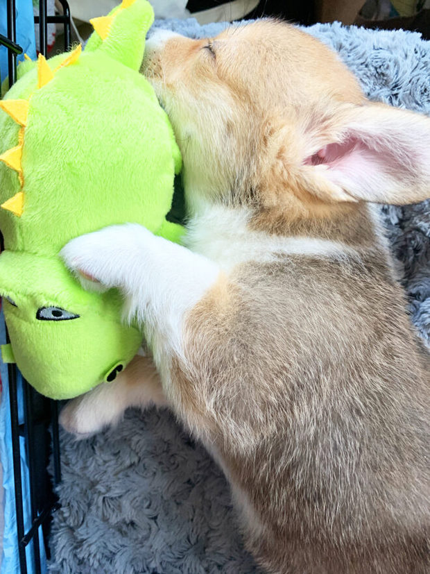 Mochi the corgi sleeping picture