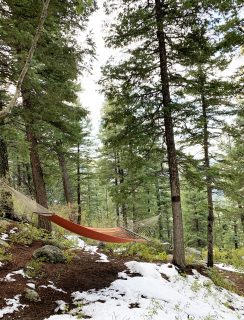 Hammock among pine trees picture