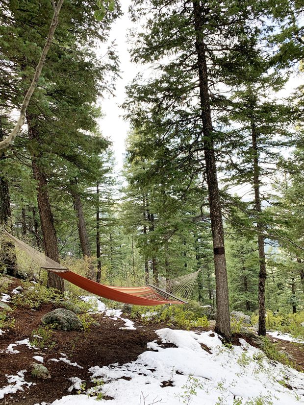 Hammock among pine trees picture