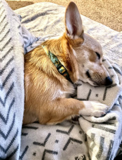 Sleeping corgi photo