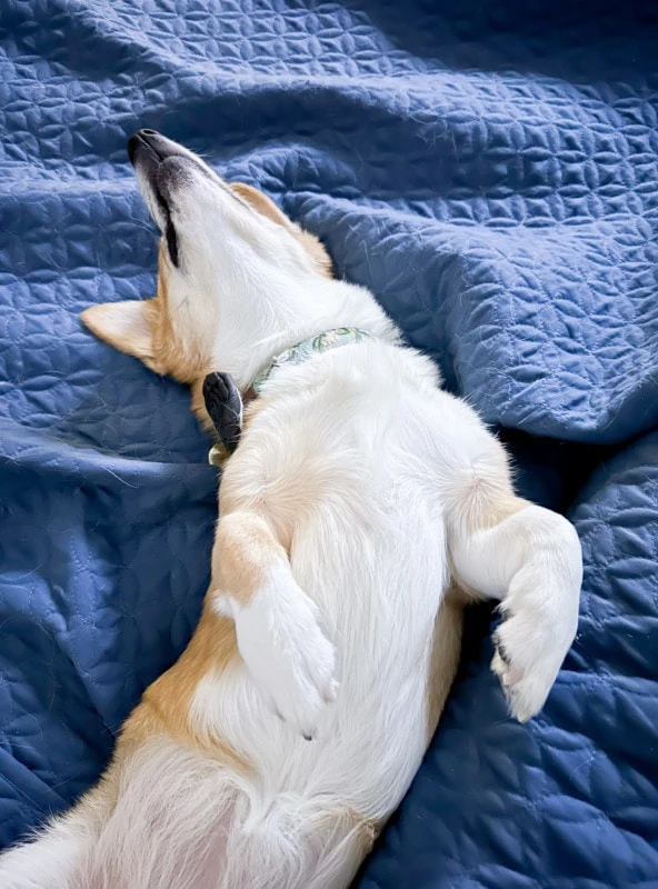 Photo of corgi sleeping on bed