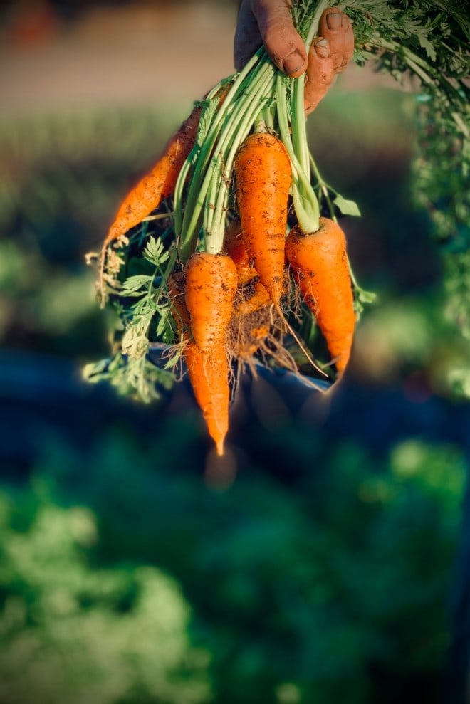 fresh carrots pulled out of the ground