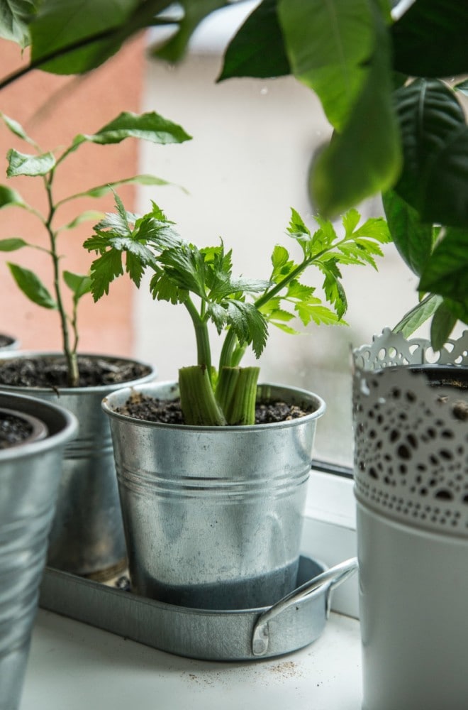 Celery growing in a pot